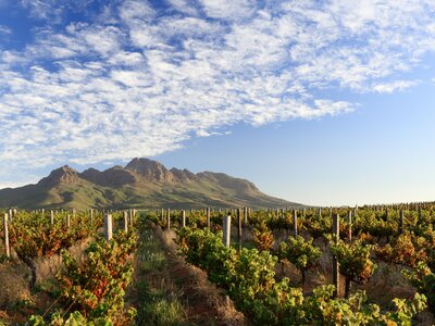 Autumn vineyards and mountain - scenic landscape in the Stellenbosch wine lands near Cape Town, South Africa